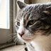 A cat at home