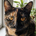 A cat at home