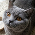 A cat at home